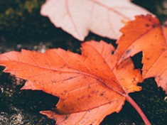Moments in November Television
